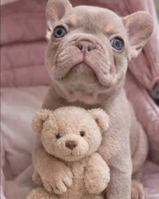 Bulldog Francese esotico New Shade tan