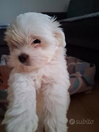 Cucciola Maltese