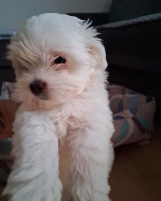 Cucciola Maltese