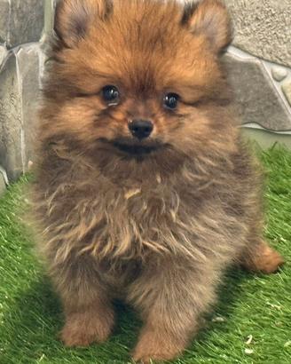 Spitz