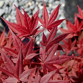acer japonicum aceri giapponesi