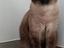 Immagine 4
