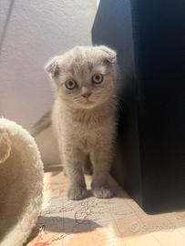 Cucciola scottish fold