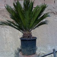CYCAS REVOLUTA IN VASO d cm.50