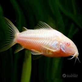 Pesci corydoras