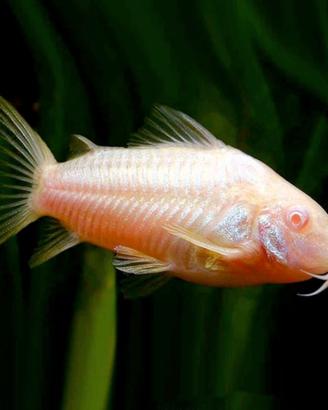 Pesci corydoras