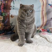 Scottish Fold impari