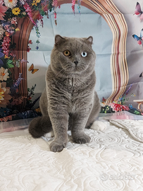 Scottish Fold impari