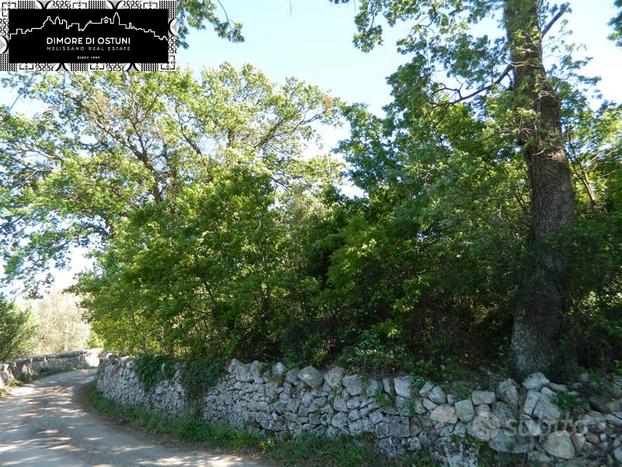 TERRENO con BOSCO 1Ha in VALLE D'ITRIA - OSTUNI