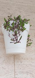 Talea Pianta Collana di banane rosa/viola