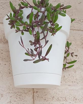 Talea Pianta Collana di banane rosa/viola