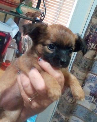 Chihuahua Toy e volpino di Pomerania Toy