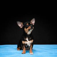 Cucciolo di chihuahua