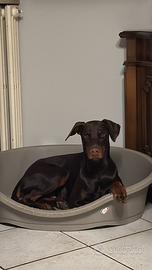 Dobermann maschio pronto per accoppiamento