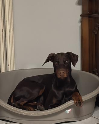 Dobermann maschio pronto per accoppiamento