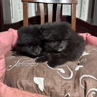 Spitz pomerania, maschio e femmina, 2 mesi, piccol