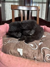 Spitz pomerania, maschio e femmina, 2 mesi, piccol