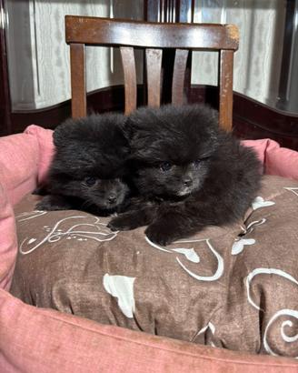 Spitz pomerania, maschio e femmina, 2 mesi, piccol