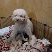 Cuccioli di Lagotto Romagnolo