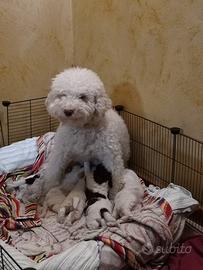 Cuccioli di Lagotto Romagnolo