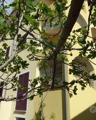 Palazzina - siniscola