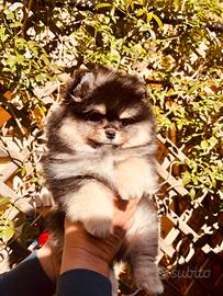 Spitz tedesco nano Pomerania