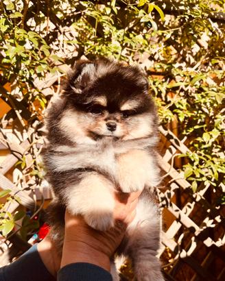 Spitz tedesco nano Pomerania