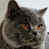 Gatto per accoppiamento