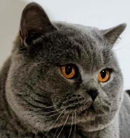 Gatto per accoppiamento