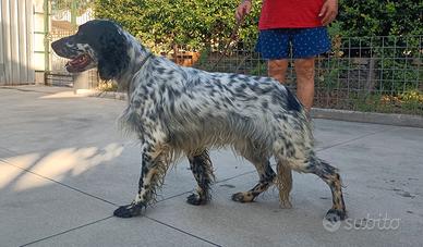 Setter Inglese 