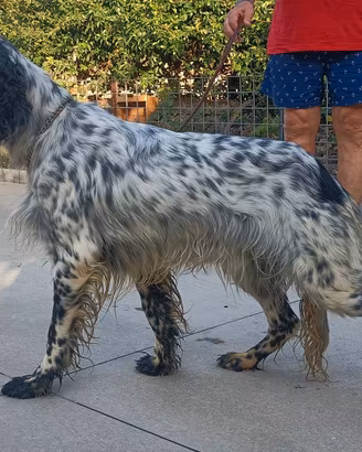 Setter Inglese 