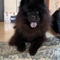Chow Chow per monta
