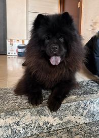 Chow Chow per monta