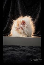 Gatti persiani