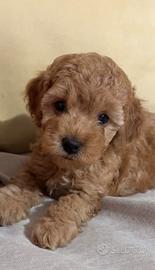 Cuccioli Barboncino Toy