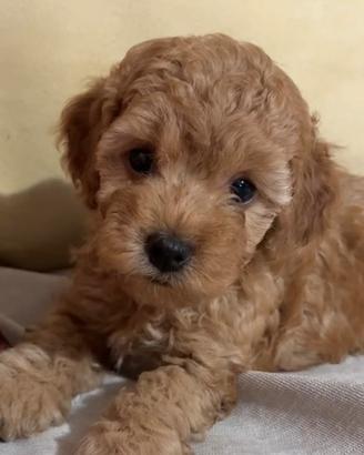 Cuccioli Barboncino Toy