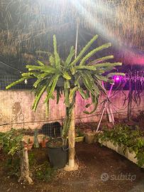 Pitaya, 🐉 Frutto del drago 🐉 talee
