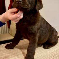 Labrador cioccolato ultimo cucciolo maschio