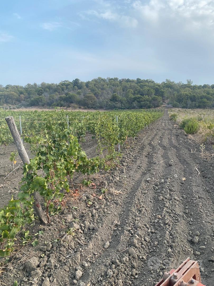 Terreno agricolo con impianto - Vista 4