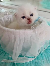 Gattini Scottish Fold (Maschio/Femmina)