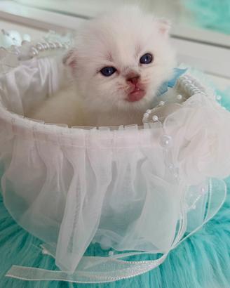 Gattini Scottish Fold (Maschio/Femmina)