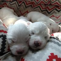 Cuccioli di maltese