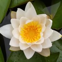 piante di ninfea pronte per fioritura