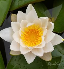 piante di ninfea pronte per fioritura