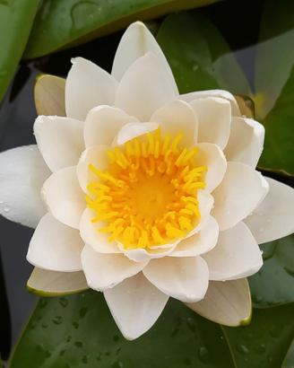 piante di ninfea pronte per fioritura