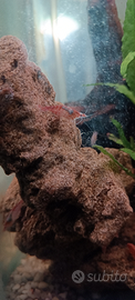 Gamberi Red Cherry per Acquario acqua dolce