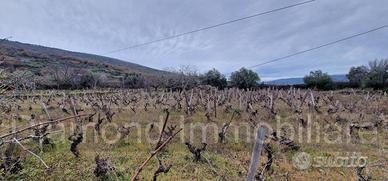 Vigneto in zona DOC a Castiglione di Sicilia