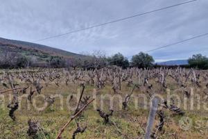 Vigneto in zona DOC a Castiglione di Sicilia