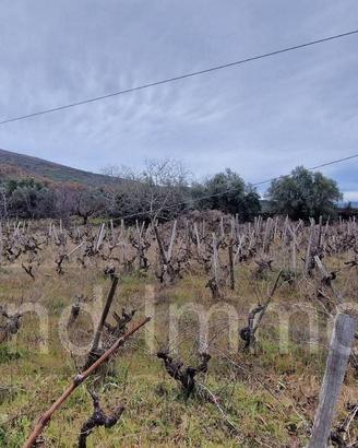 Vigneto in zona DOC a Castiglione di Sicilia