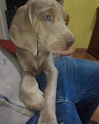 Cuccioli weimaraner
